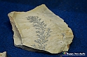 VBS_9069 - Museo Paleontologico - Asti